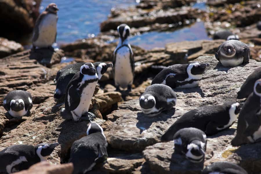 From Cape Town: Full Day Hermanus Whale Watching Tour - Sunday’s Stony Point penguins