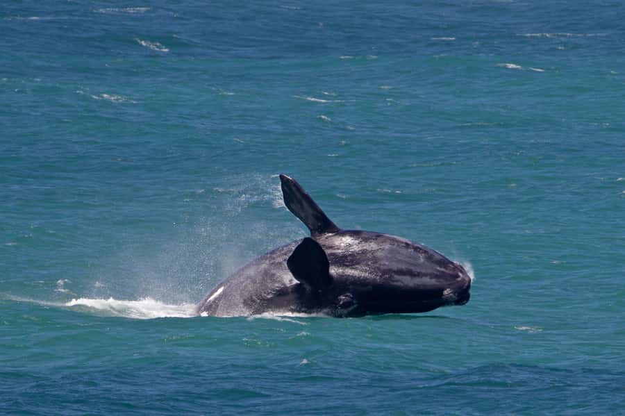 From Cape Town: Full Day Hermanus Whale Watching Tour - The morning road from Cape Town to the coast