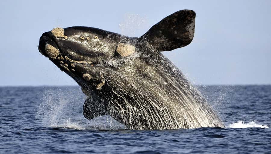 From Cape Town: Hermanus Whale Watching Boat Trip - Key points to know before booking