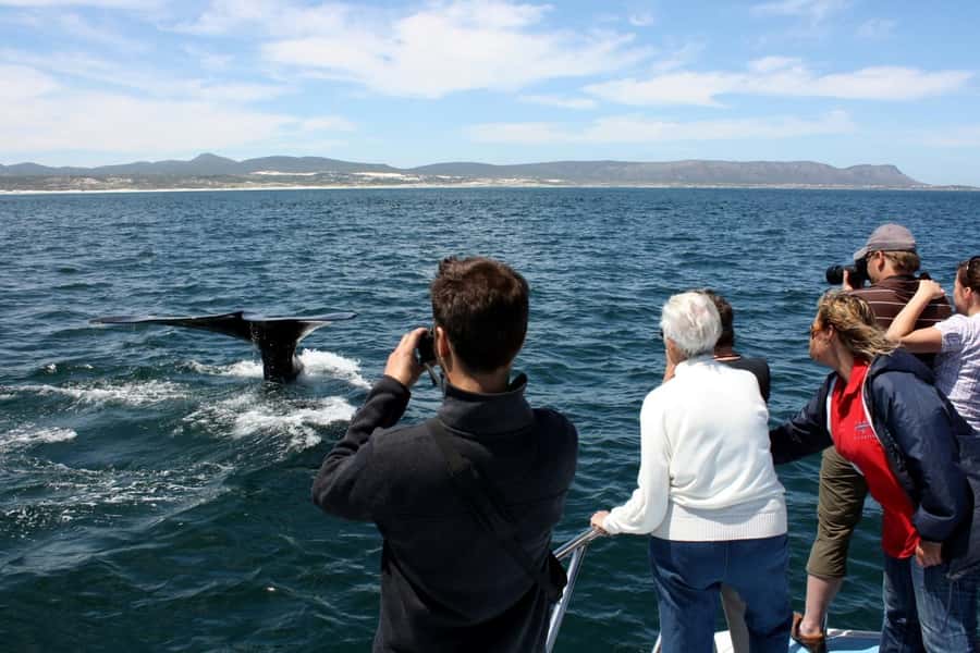 From Cape Town: Hermanus Whale Watching Boat Trip - The real route: Cape Town to Gansbaai, then toward Hermanus