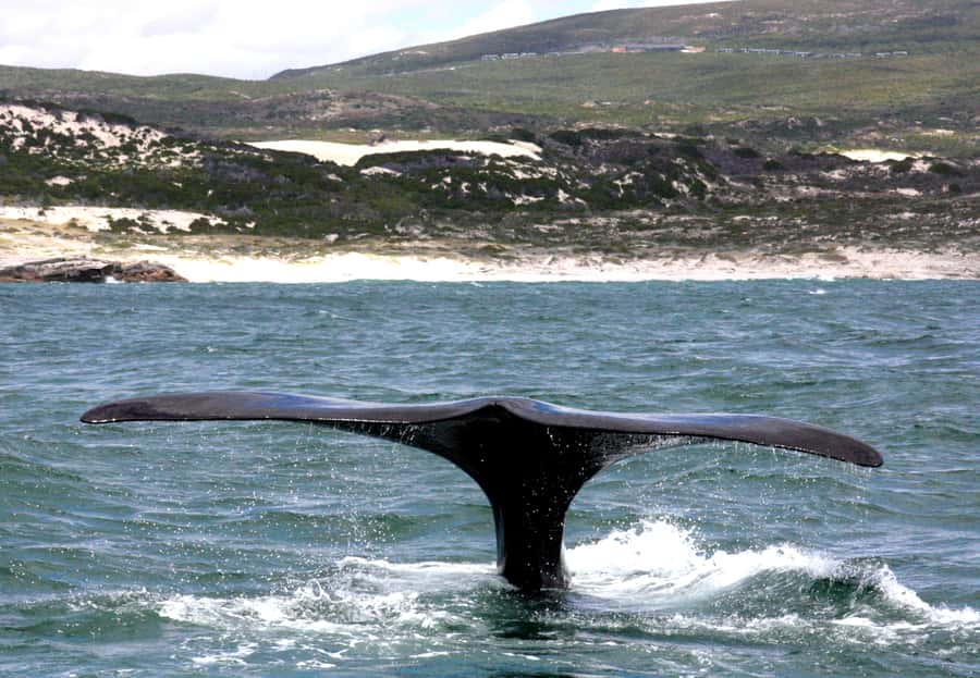 From Cape Town: Hermanus Whale Watching Boat Trip - Dolphins, seals, humpbacks, and the lucky extras