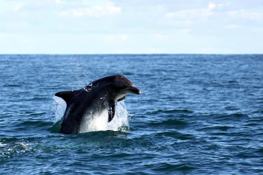 From Cape Town: Hermanus Whale Watching Boat Trip - How the seven-hour schedule works