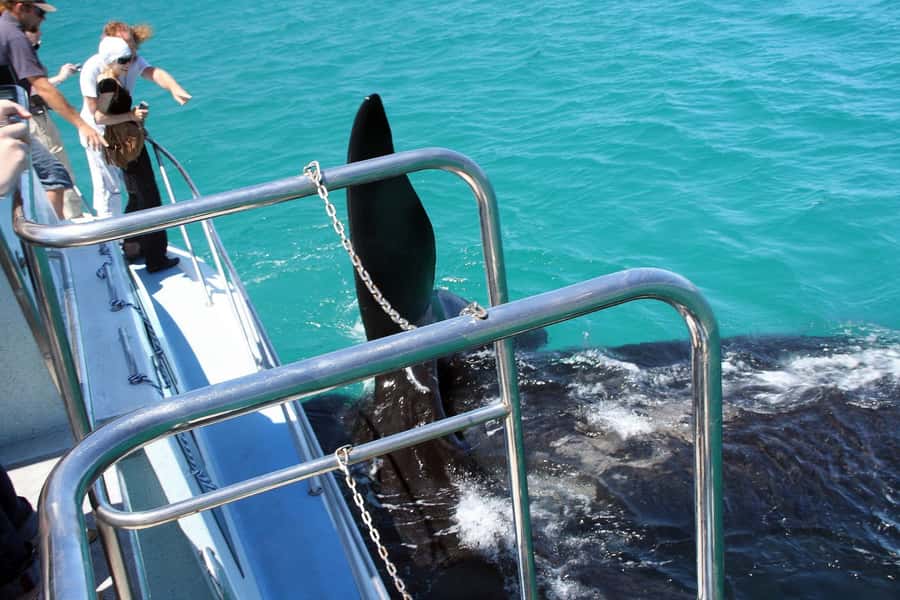 From Cape Town: Hermanus Whale Watching Boat Trip - Comfort, weather, and seasickness