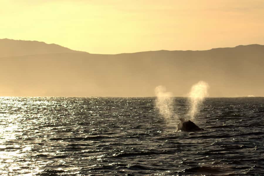 From Cape Town: Hermanus Whale Watching Boat Trip - Is $221 a fair price?
