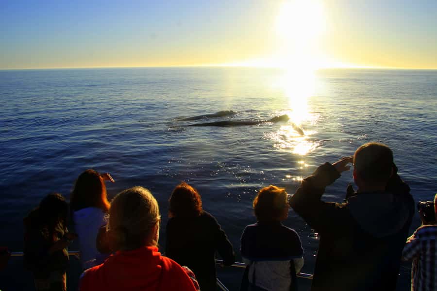 From Cape Town: Hermanus Whale Watching Boat Trip - Who should book this whale trip?