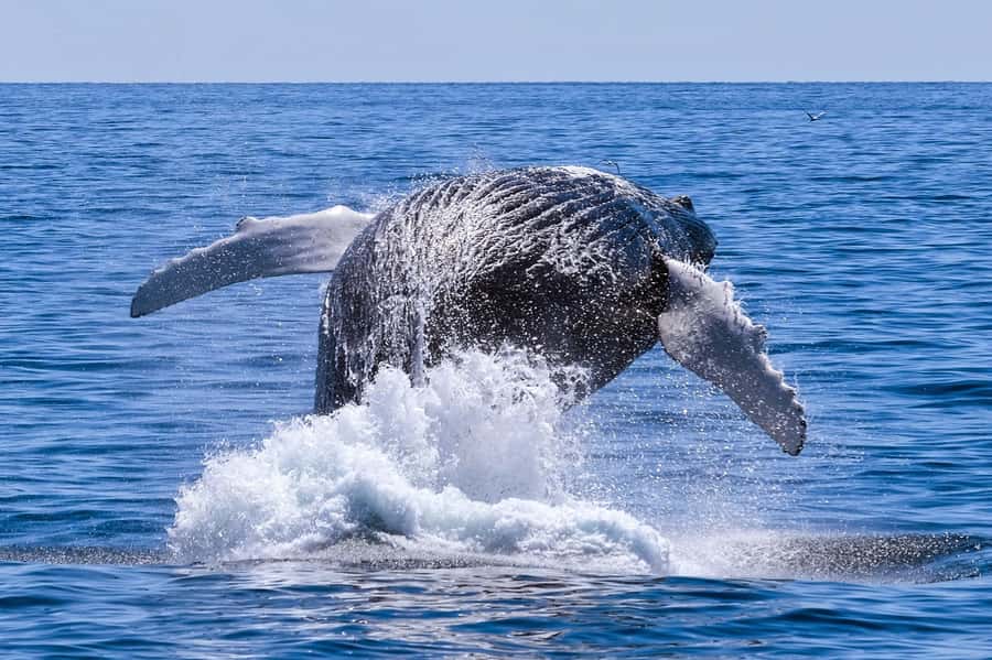 From Cape Town: Hermanus Whale Watching Full Day Tour - Why Hermanus makes a good day from Cape Town