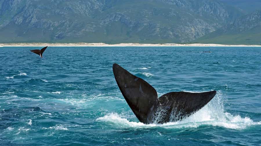 From Cape Town: Hermanus Whale Watching Full Day Tour - Peregrine Farm Store adds a local roadside pause