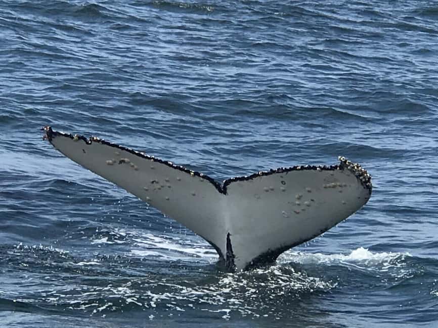 From Cape Town: Hermanus Whale Watching Tour with Boat Trip - Why Hermanus is worth the two-hour trip