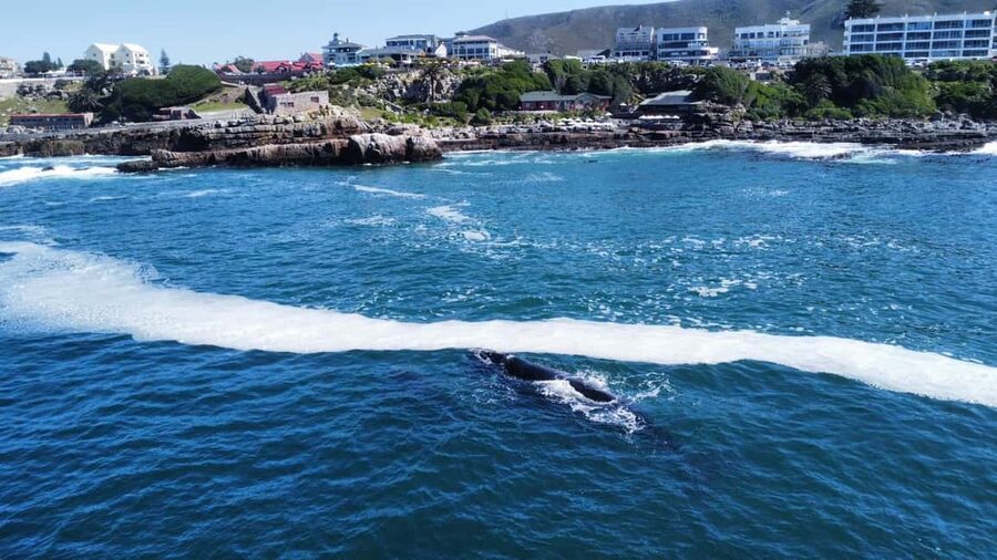 From Cape Town: Hermanus Whale Watching Tour with Boat Trip - Seeing Hermanus from the coastal path