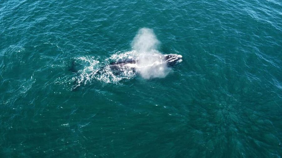 From Cape Town: Hermanus Whale Watching Tour with Boat Trip - Optional stops: penguins, wine, and adrenaline