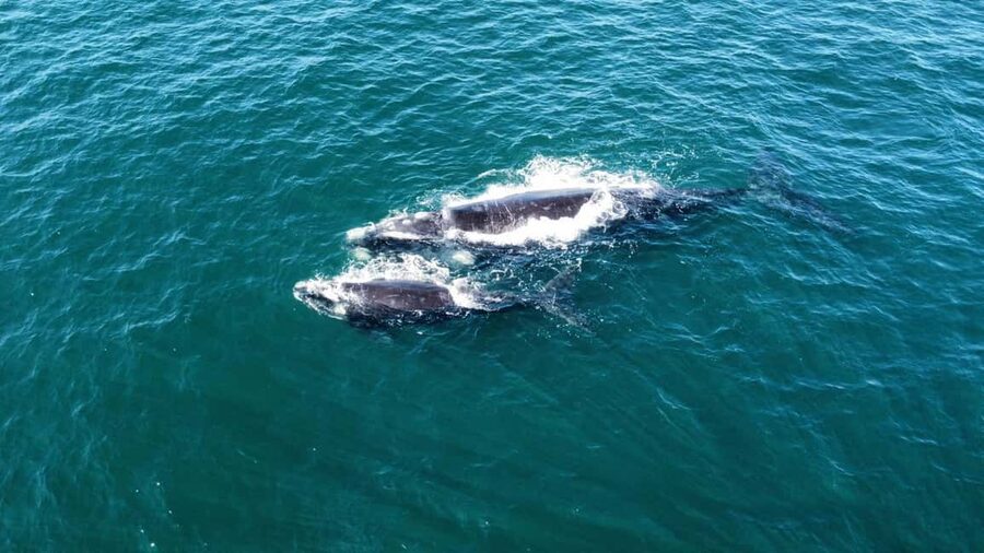 From Cape Town: Hermanus Whale Watching Tour with Boat Trip - What the 2 to 3-hour boat trip is really like