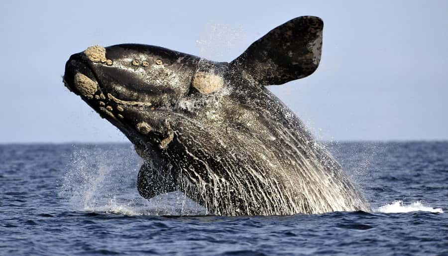 From Cape Town: Whale Watching Tour in Hermanus and Gansbaai - Key points to know before you book