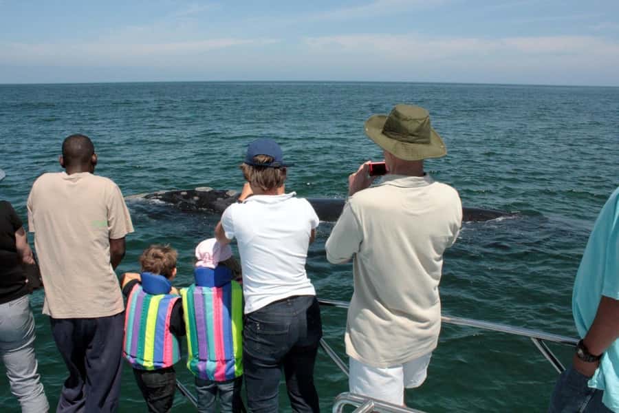 From Cape Town: Whale Watching Tour in Hermanus and Gansbaai - Gansbaai is where the main wildlife encounter begins