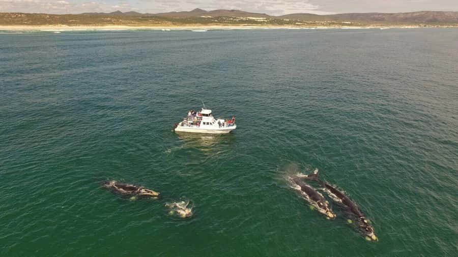 From Cape Town: Whale Watching Tour in Hermanus and Gansbaai - Hermanus gives you time to slow down
