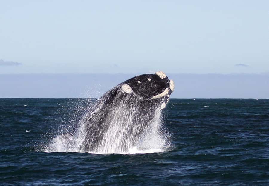 From Cape Town: Whale Watching Tour in Hermanus and Gansbaai - What the $249 price really covers