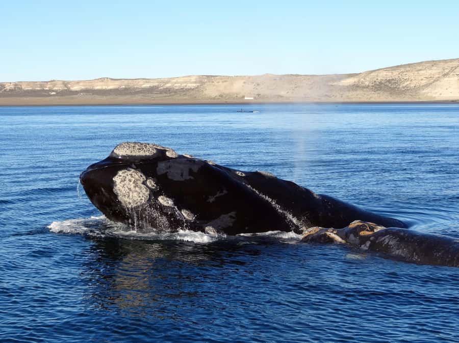 From Cape Town: Whale Watching Tour in Hermanus and Gansbaai - Who will enjoy this Cape Town whale tour
