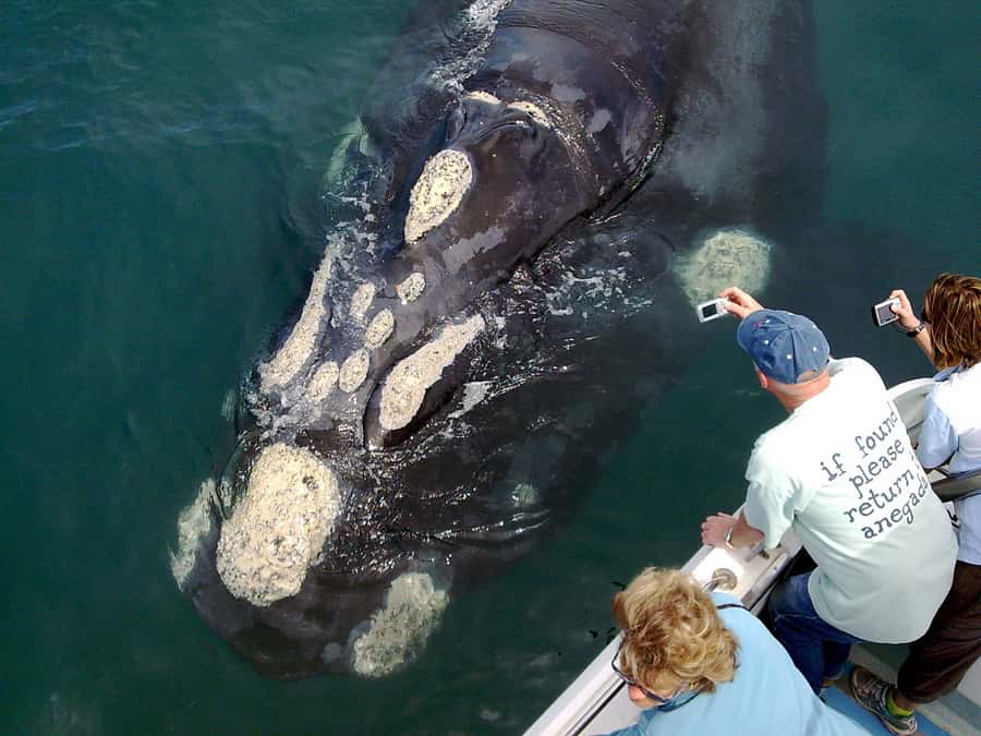 From Cape Town: Whale Watching Tour in Hermanus and Gansbaai - Sir Lowry’s Pass opens the Overberg route