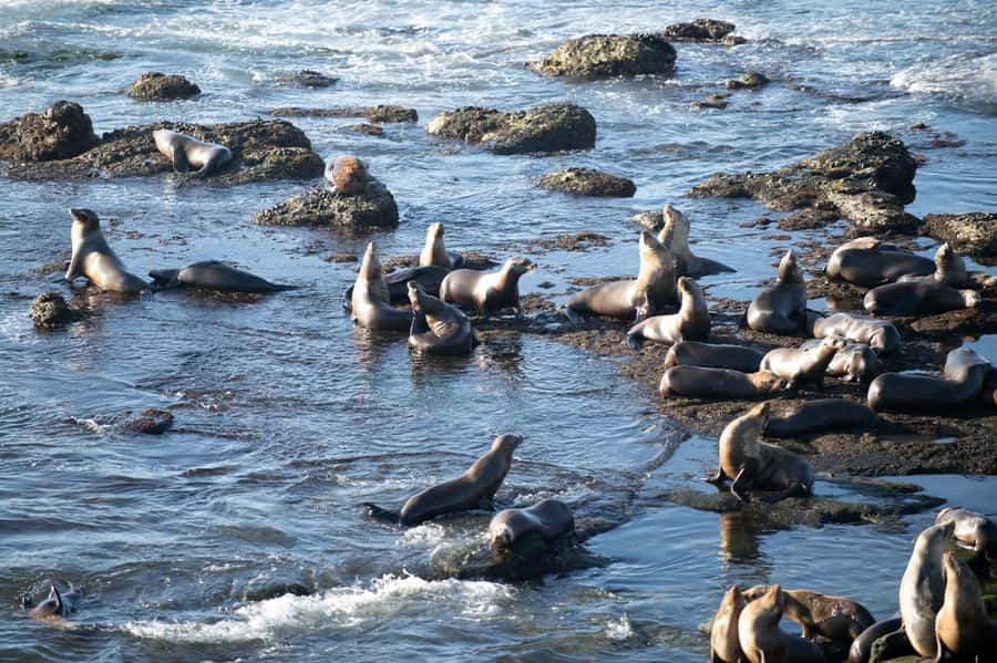 From Christchurch: Kaikōura Day Tour with Whale Watching - Key Points Before You Book