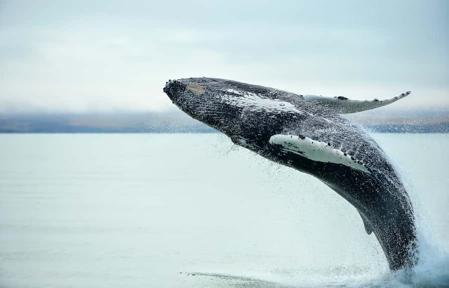 From Christchurch: Kaikōura Day Tour with Whale Watching - Why Kaikōura Is Such a Good Whale-Watching Base