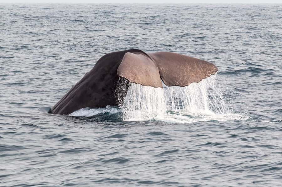 From Christchurch: Kaikōura Day Tour with Whale Watching - What the $227 Price Really Buys You