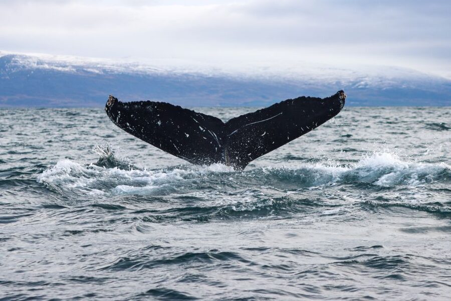 From Dalvik: Arctic Whale Watching in Northern Iceland - Should you book the Dalvik whale tour?
