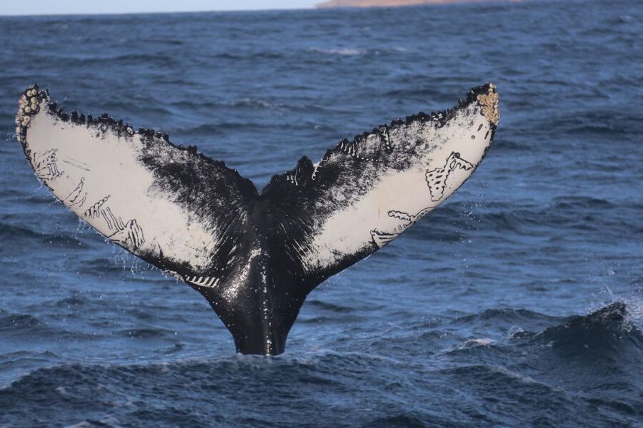 From Dalvik: Arctic Whale Watching in Northern Iceland - Why Dalvik is a fine place for whale watching