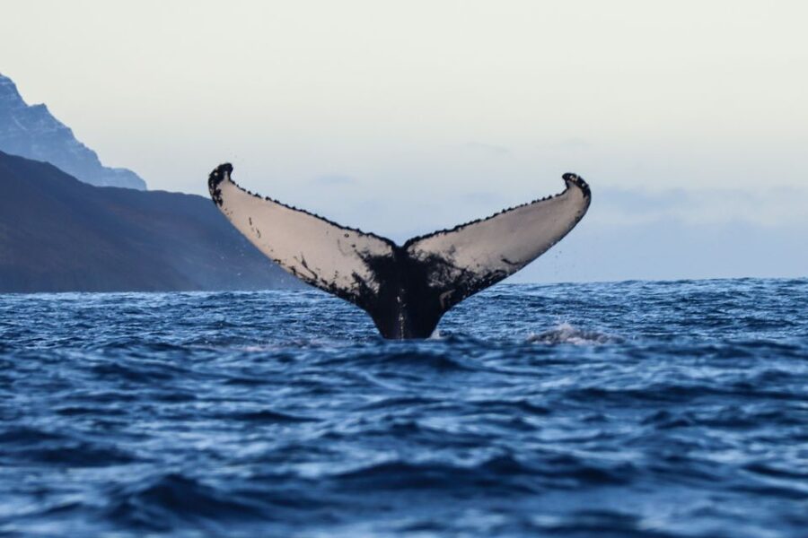 From Dalvik: Arctic Whale Watching in Northern Iceland - Humpbacks, dolphins, and the other possible sightings