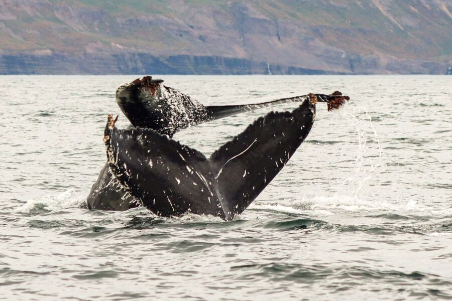 From Dalvik: Arctic Whale Watching in Northern Iceland - The crew and the feel of the operation