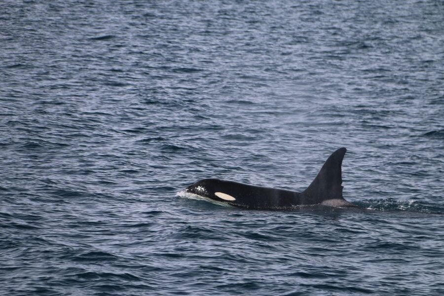 From Dalvik: Arctic Whale Watching in Northern Iceland - Staying warm on the water