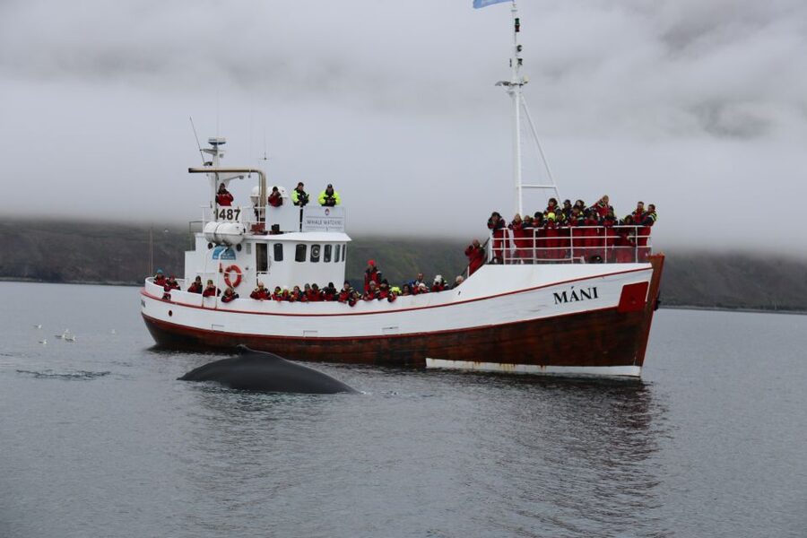 From Dalvik: Arctic Whale Watching in Northern Iceland - Is $94 a fair price?