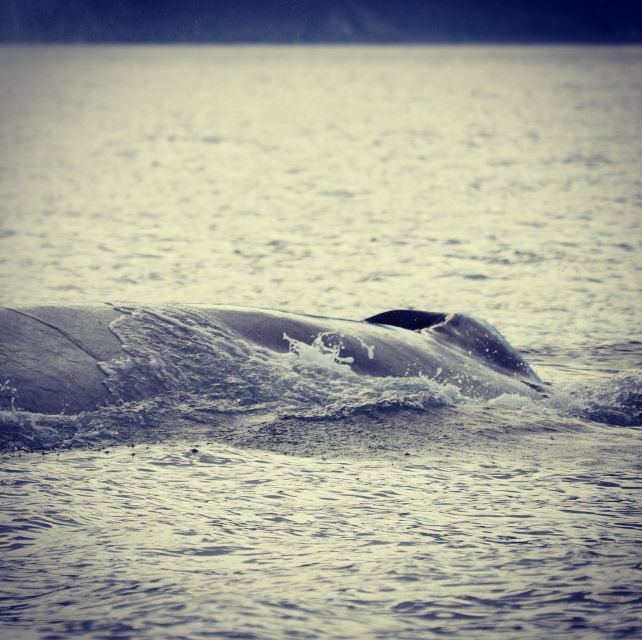 From Dalvik: Arctic Whale Watching in Northern Iceland - Who will enjoy this trip most