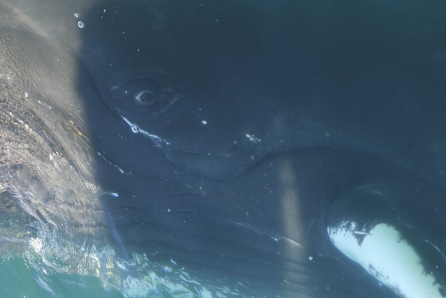From Dalvik: Arctic Whale Watching in Northern Iceland - Booking details that matter
