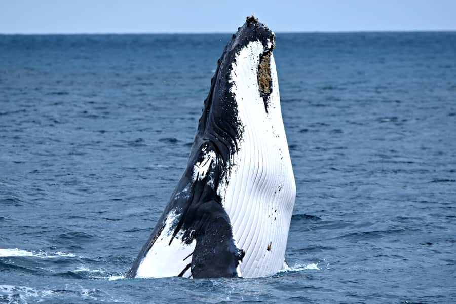 From Fremantle: 2-Hour Luxury Whale-Watching Cruise - From Sardine Jetty to Open Water