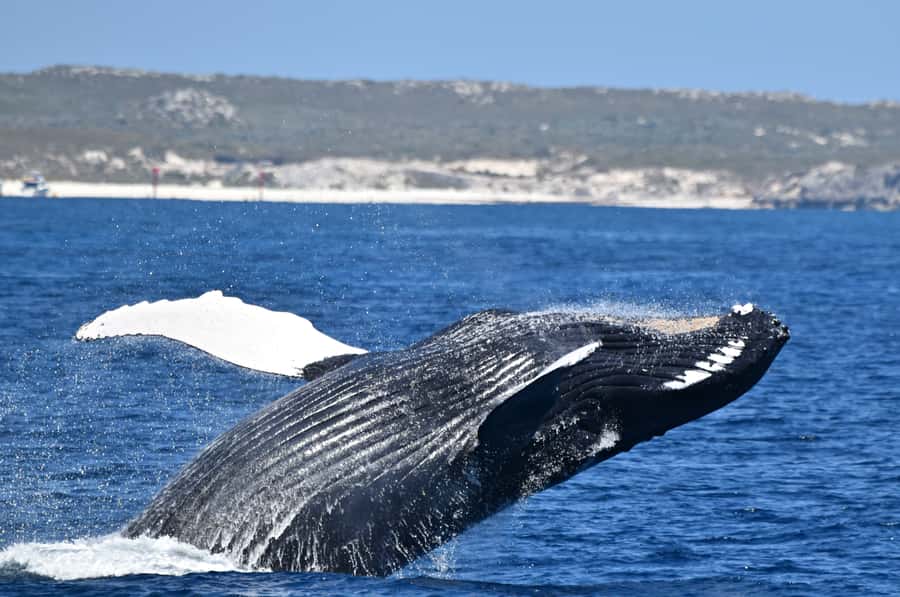 From Fremantle: 2-Hour Luxury Whale-Watching Cruise - Five Decks and Plenty of Viewing Choices