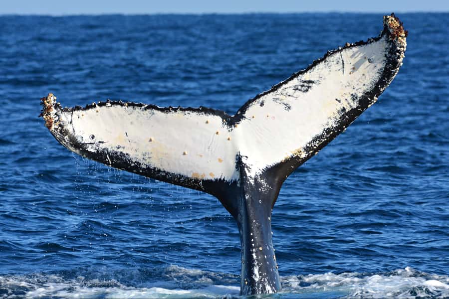 From Fremantle: 2-Hour Luxury Whale-Watching Cruise - What Happens If the Sea Gets Rough