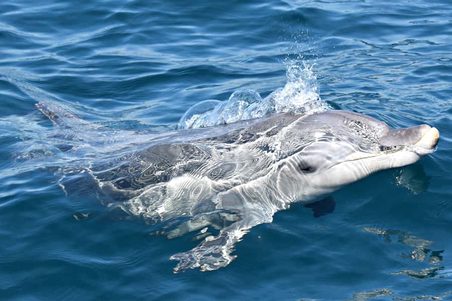 From Fremantle: 2-Hour Luxury Whale-Watching Cruise - Is $67 a Fair Price?