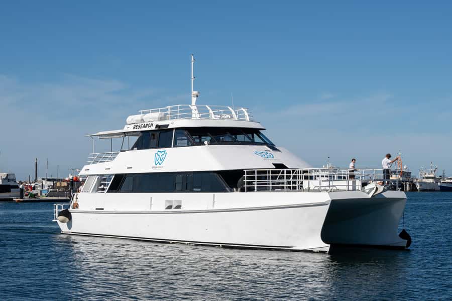 From Fremantle: 2-Hour Luxury Whale-Watching Cruise - Fremantle, Rottnest Island, and the View Beyond the Whales