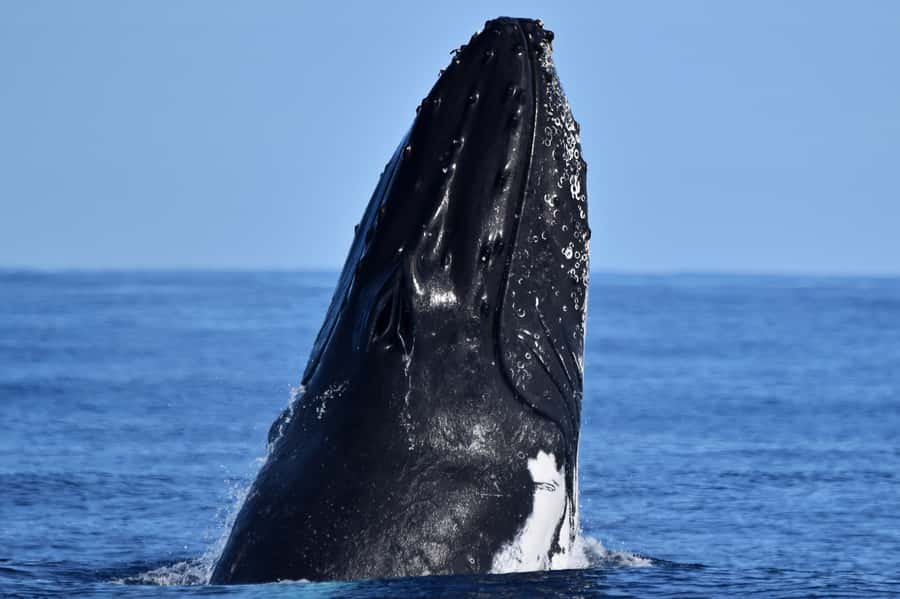 From Fremantle: 2-Hour Luxury Whale-Watching Cruise - The Two-Hour Search for Whales