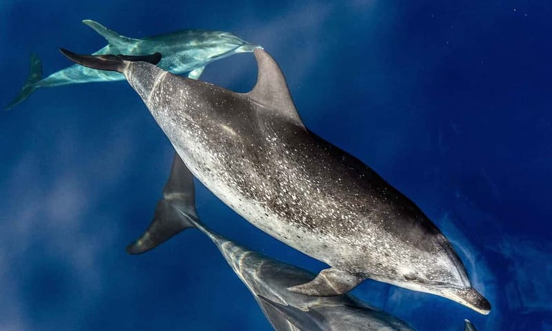 From Funchal: Ecological Catamaran Dolphin Whale Watching - Why the quiet catamaran matters offshore