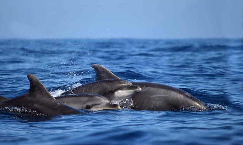From Funchal: Ecological Catamaran Dolphin Whale Watching - FAQ
