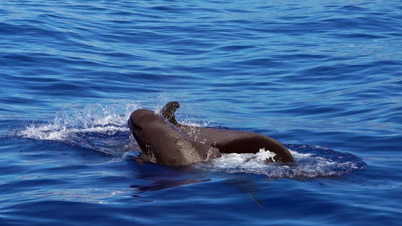 From Funchal: Ecological Catamaran Dolphin Whale Watching - Leaving Funchal Marina and finding your place