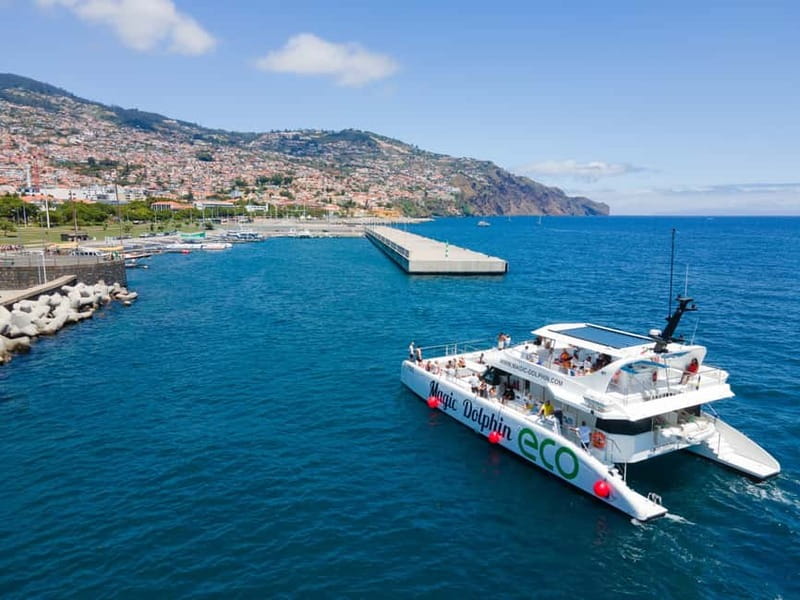 From Funchal: Ecological Catamaran Dolphin Whale Watching - What the boat feels like in real conditions