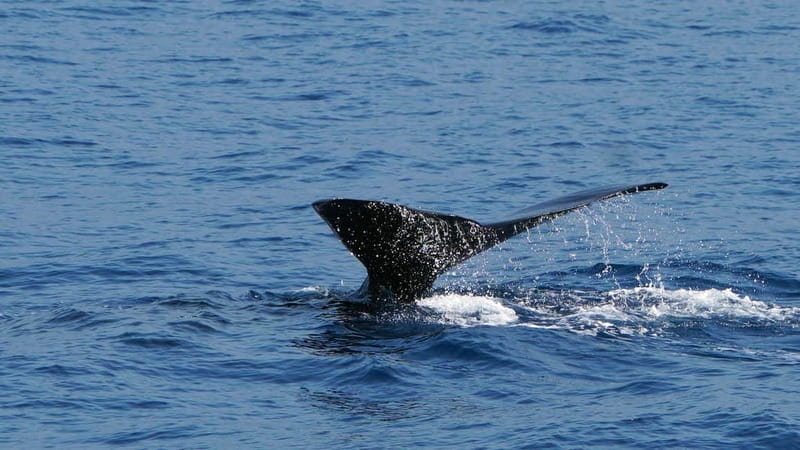 From Funchal: Ecological Catamaran Dolphin Whale Watching - Who will enjoy this trip most