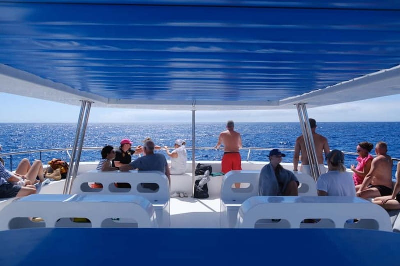 From Funchal: Ecological Catamaran Dolphin Whale Watching - Should you book Magic Dolphin?