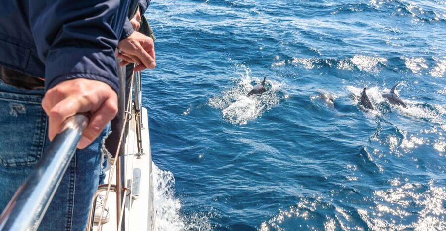 From Funchal: Madeira Dolphin and Whale Watching Tour - Cabo Girão from below, then a swim in summer