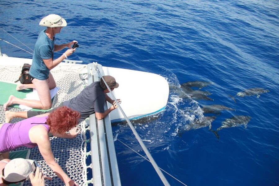 From Funchal: Madeira Dolphin and Whale Watching Tour - A comfortable boat with useful extras