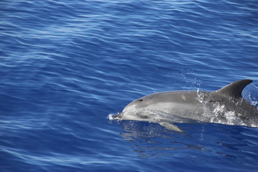 From Funchal: Madeira Dolphin and Whale Watching Tour - The crew and the quality of the commentary