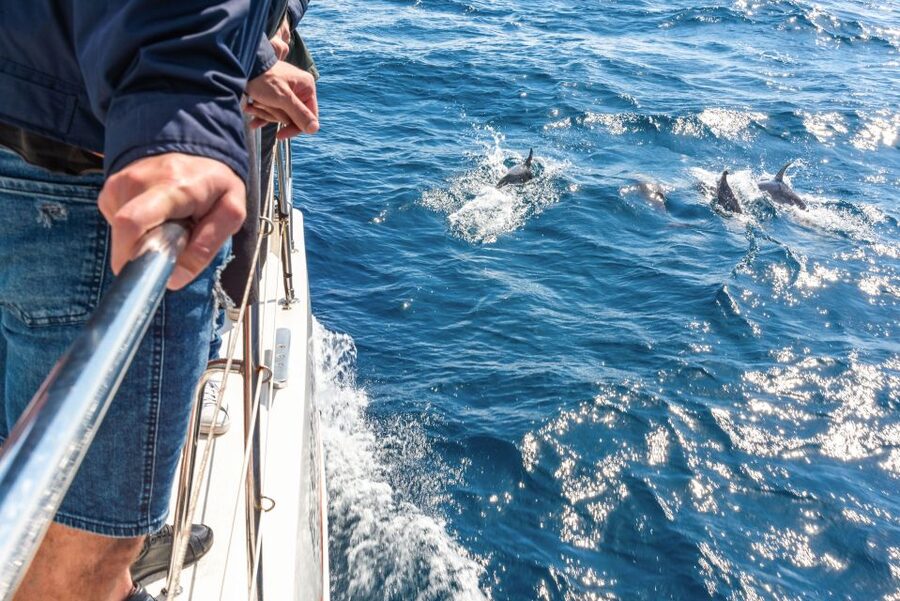 From Funchal: Madeira Dolphin and Whale Watching Tour - What the wildlife search can really deliver