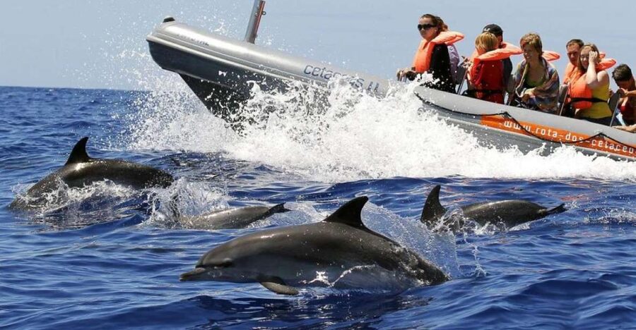 From Funchal: Whale and Dolphin Watching - Setting out from Funchal in an 18-seat RIB