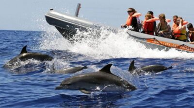 Funchal: Whale and Dolphin Watching